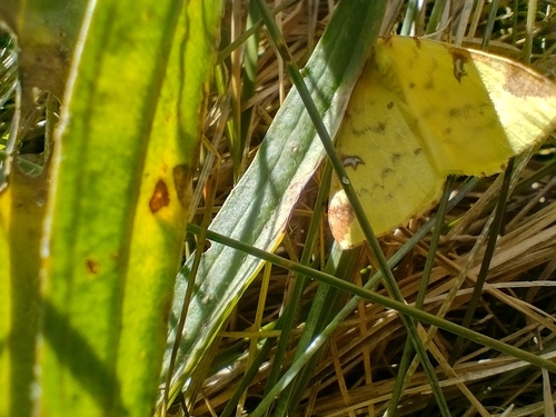 Brimstone Moth