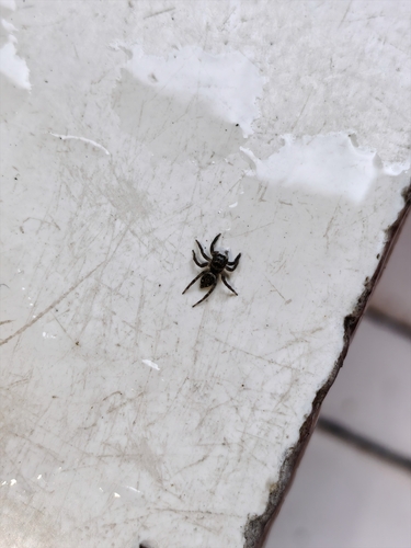 Adanson's House Jumper