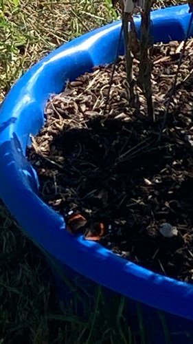 Red Admiral