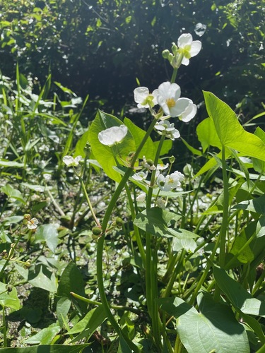 Arumleaf arrowhead (Sagittaria cuneata)