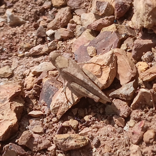 Thalpomena algeriana