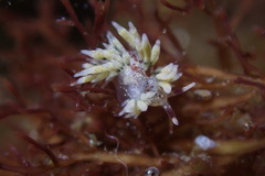 Cuthona hamanni