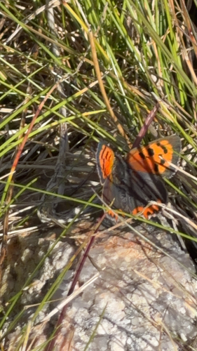 Small Copper