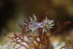 Cuthona hamanni
