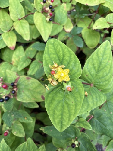 Tutsan