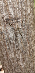 Neotama mexicana