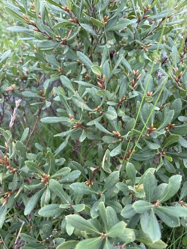 bog myrtle