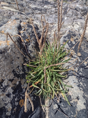 Sea Plantain