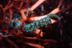 Chaetomorpha spiralis