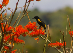 Icterus portoricensis