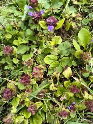 common selfheal