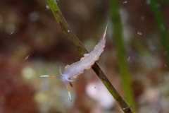 Austraeolis stearnsi