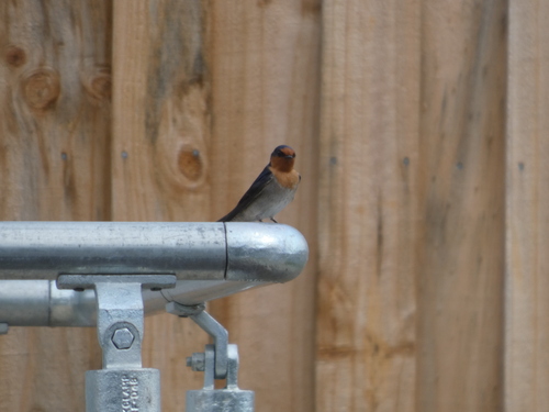 Welcome Swallow