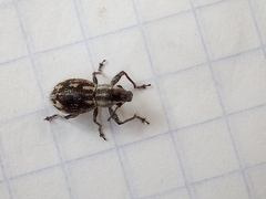 Pantomorus albosignatus