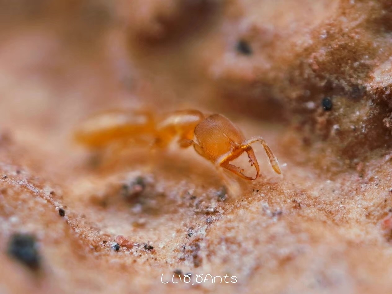 Stigmatomma mulanae