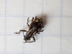 Pantomorus albosignatus