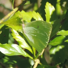 Phoebis neocypris neocypris