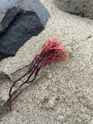 Ahnfeltiopsis linearis observed 2026-08-22