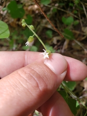 Lithophragma bolanderi