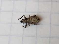 Pantomorus albosignatus