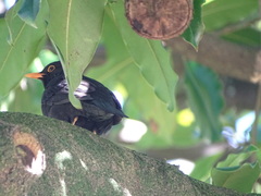 Turdus merula