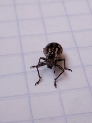 Pantomorus albosignatus