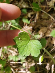 Lithophragma bolanderi