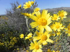 Monolopia lanceolata