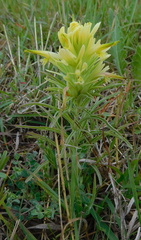 Castilleja citrina