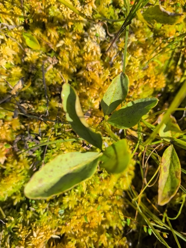Bogbean