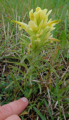 Castilleja citrina