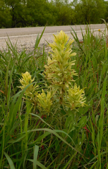 Castilleja citrina