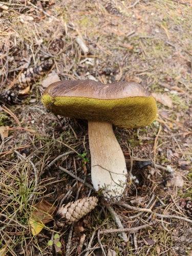 King Bolete