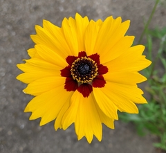 Coreopsis basalis