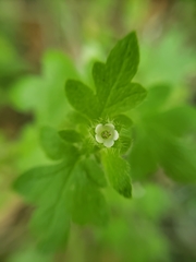 Nemophila parviflora austinae