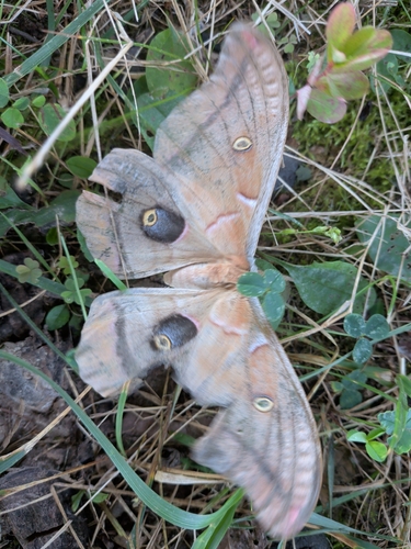 Polyphemus Moth