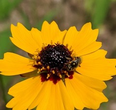 Coreopsis basalis