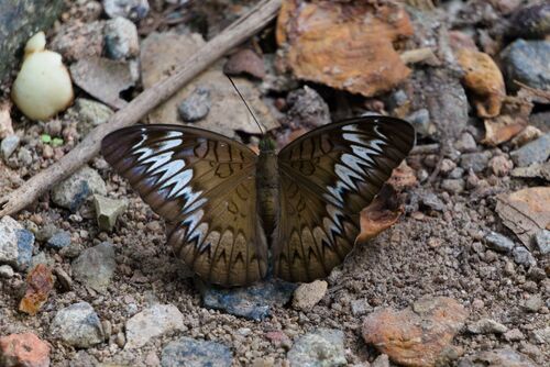 Tanaecia pelea