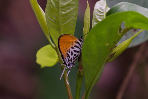 Drupadia ravindra