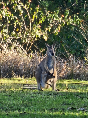 Red-necked Wallaby
