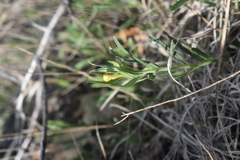 Lithospermum incisum