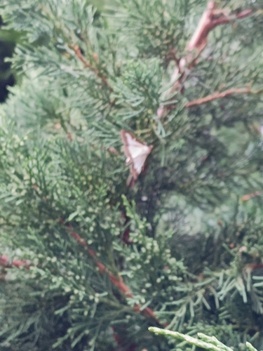 Box Tree Moth