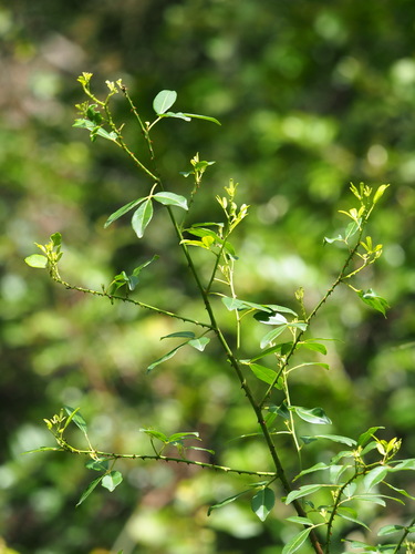 Zanthoxylum asiaticum, photograph 3