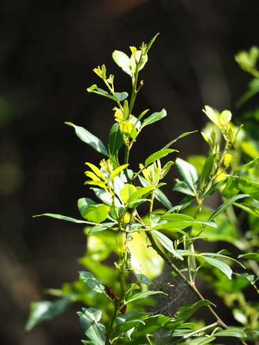 Zanthoxylum asiaticum, photograph 2