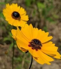 Coreopsis basalis