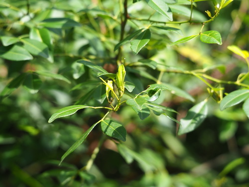 Zanthoxylum asiaticum, photograph 4