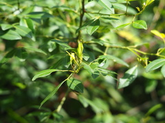 Zanthoxylum asiaticum, photograph author not stated, no rights reserved