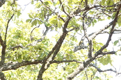 Colaptes auricularis