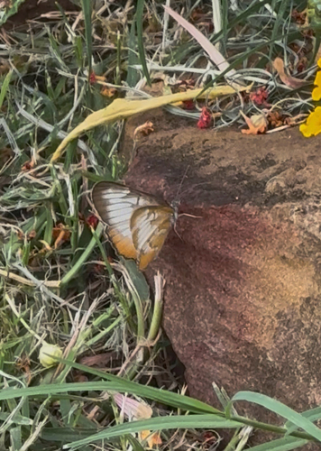 Common Mestra