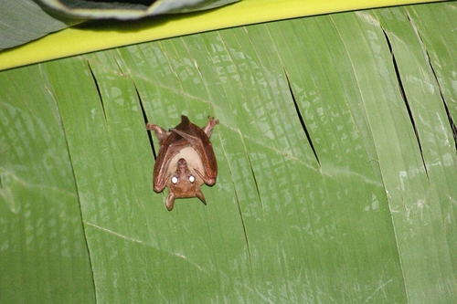 Macroglossus minimus observed 2026-08-22